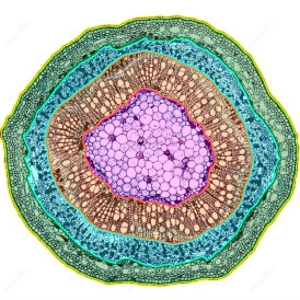 EBER ISH EBER ISHcells 274x274